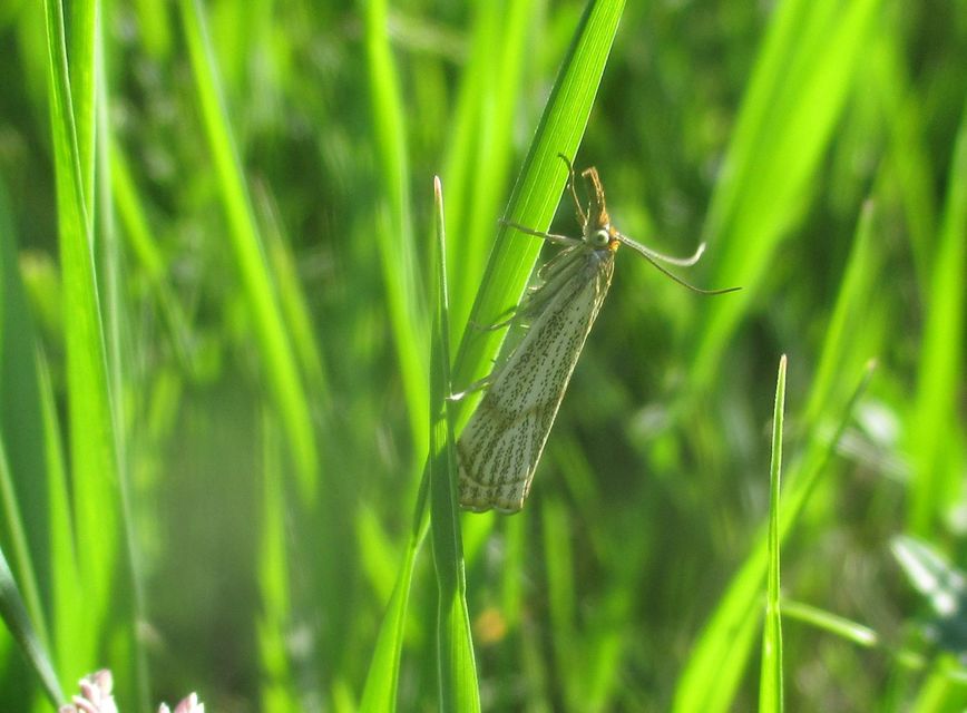 Thisanotia chrysonuchella - tavaszi fűgyökérmoly