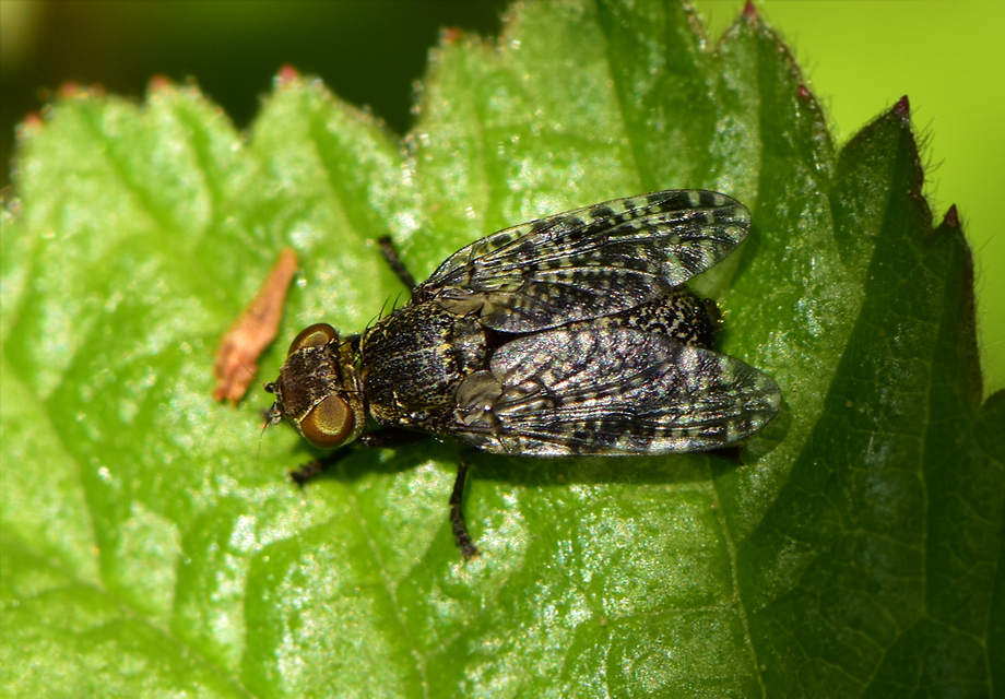 Platystoma