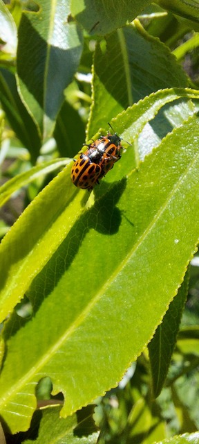 Chrysomela vigintipunctata - húszfoltos fűzlevelész Chrysomela vigintipunctata - húszfoltos fűzlevelész