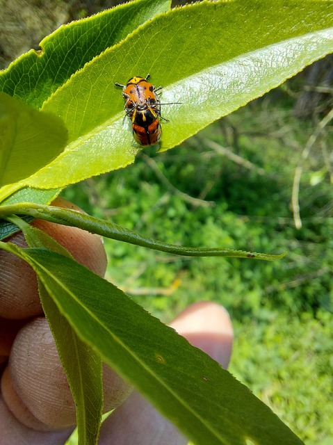 Cryptocephalus octopunctatus - 8-pettyes zömökbogár