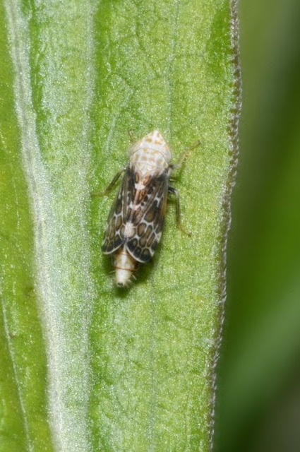 Errastunus ocellaris