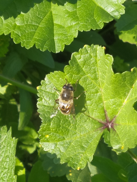 Eristalis tenax - közönséges herelégy