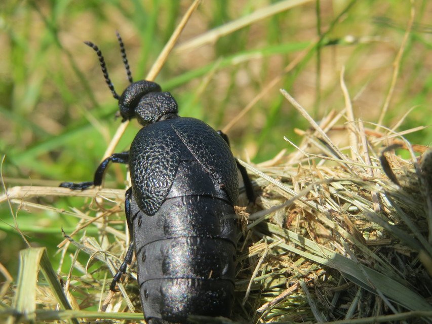 Meloe cicatricosus - óriásnünüke