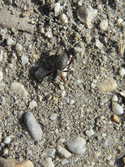 Dodecastichus mastix - lécesorrú gyalogormányos