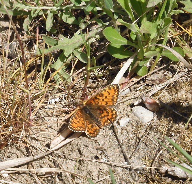 Melitaea trivia - kis tarkalepke
