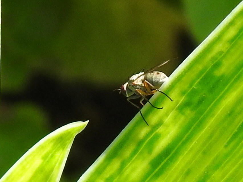 Coenosia