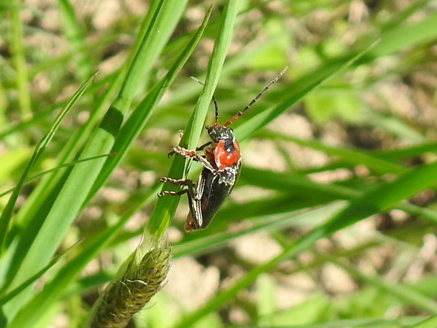 Cantharis fusca - közönséges lágybogár