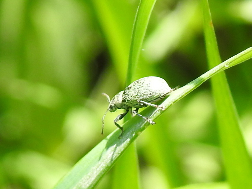 Phyllobius thalassinus - tömpeorrú levélormányos