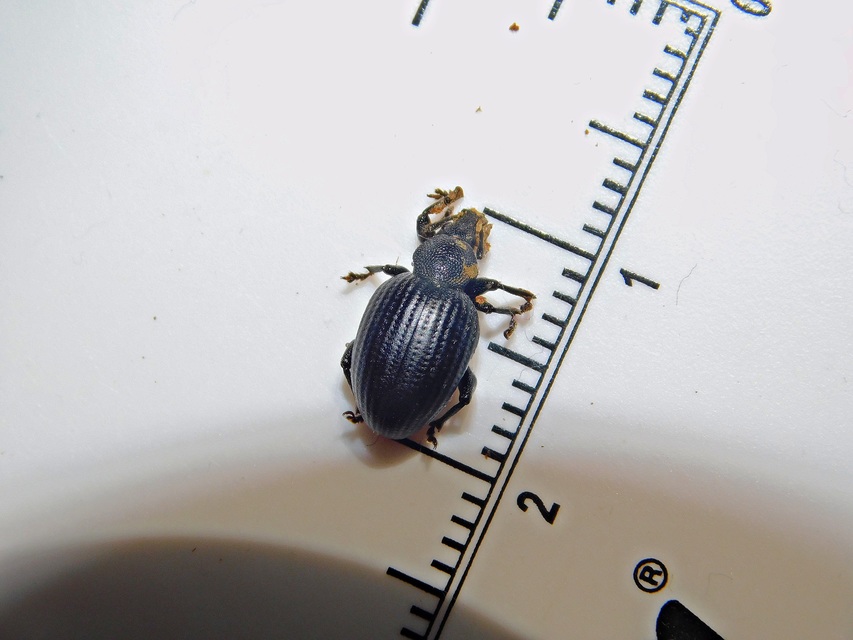 Otiorhynchus catenulatus - gyászos gyalogormányos