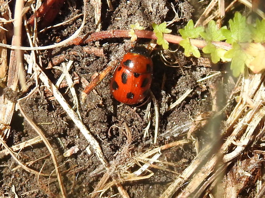 Gonioctena fornicata - közönséges lucernabogár