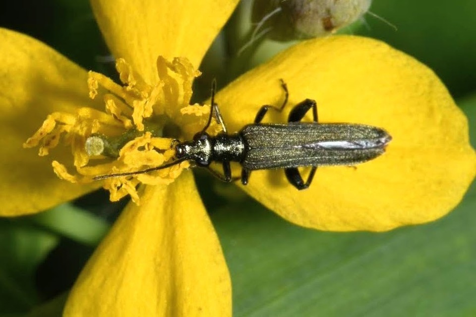 Oedemera virescens - zöldes álcincér
