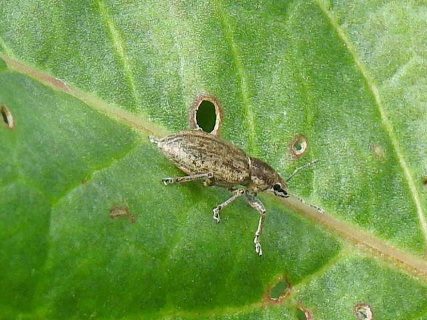 Tanymecus palliatus - közönséges hegyesfarúbarkó