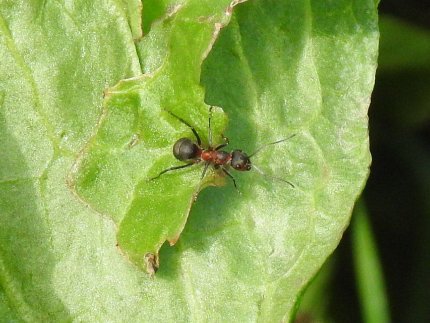 Formica pratensis - réti vöröshangya