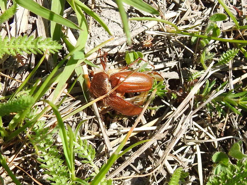 Holochelus aequinoctialis - tavaszeleji cserebogár