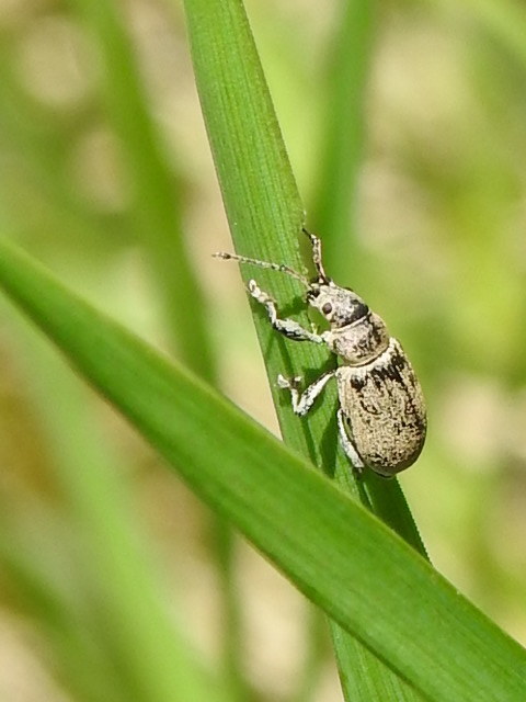 Phyllobius thalassinus - tömpeorrú levélormányos