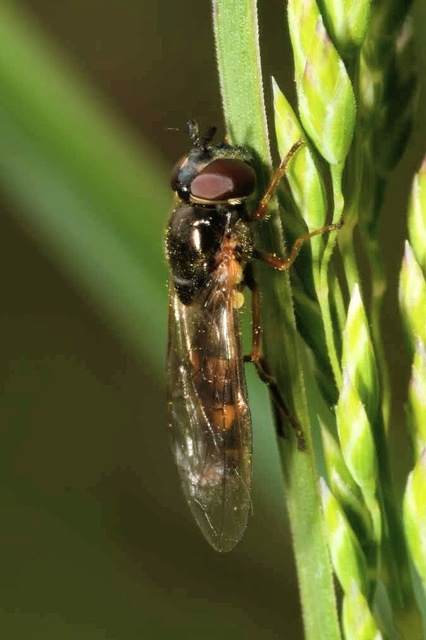 Melanostoma scalare - hosszúpotrohú fűzengőlégy