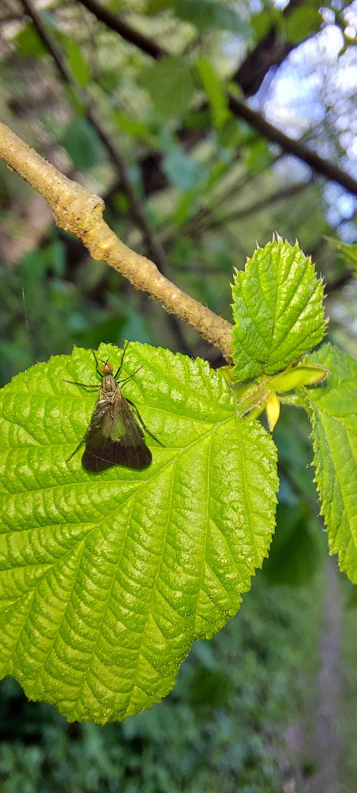 Rhamphomyia marginata