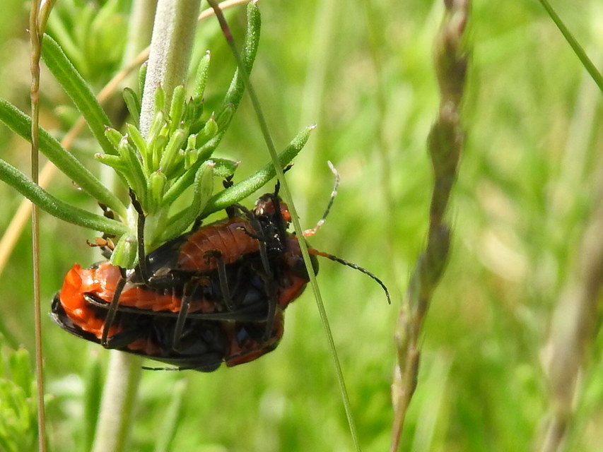 Cantharis fusca - közönséges lágybogár