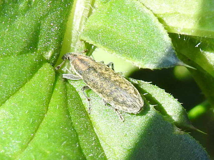 Lixus cardui - bogáncsfúró dudvabarkó