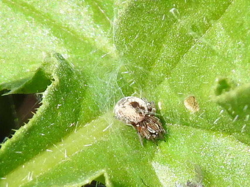 Dictyna arundinacea - nádi hamvaspók