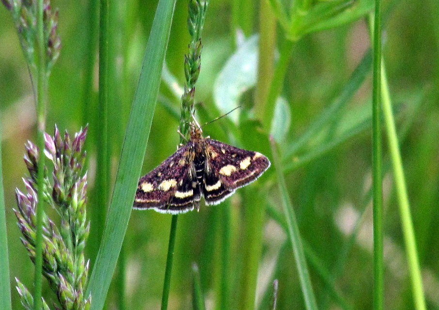 Pyrausta purpuralis - közönséges bíbormoly