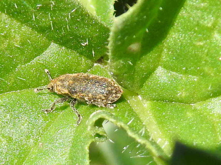 Rhinocyllus conicus - tömpeorrú barkó