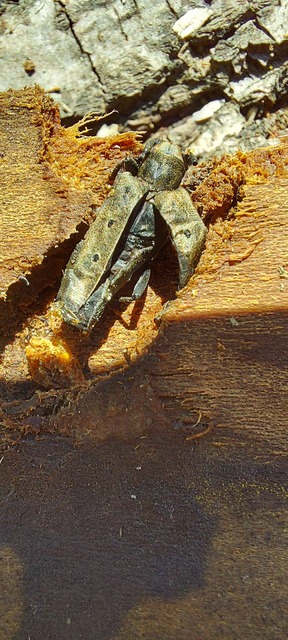 Saperda octopunctata - nyolcpontos cincér