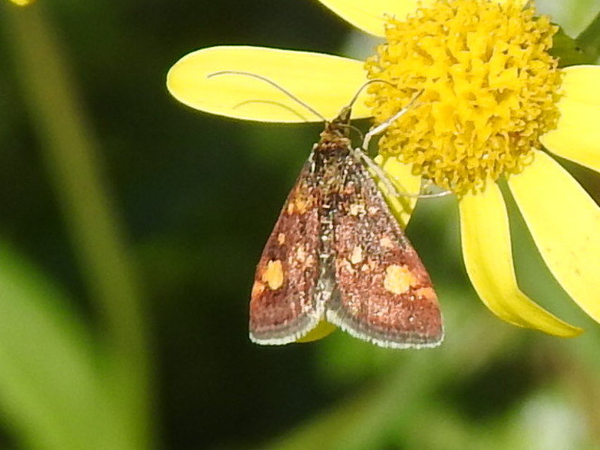 Pyrausta aurata - aranyló bíbormoly