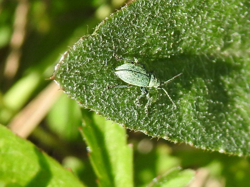 Phyllobius thalassinus - tömpeorrú levélormányos