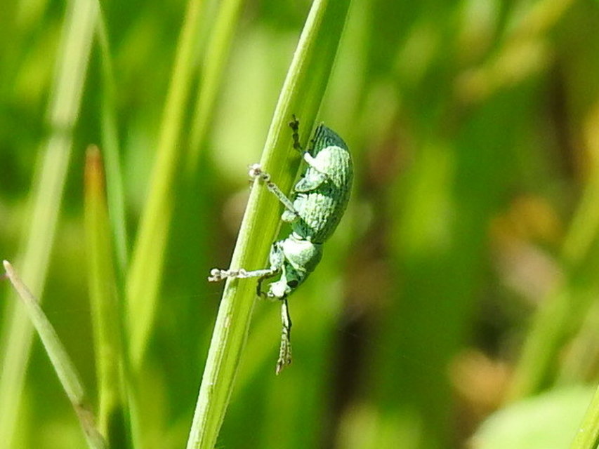 Phyllobius thalassinus - tömpeorrú levélormányos