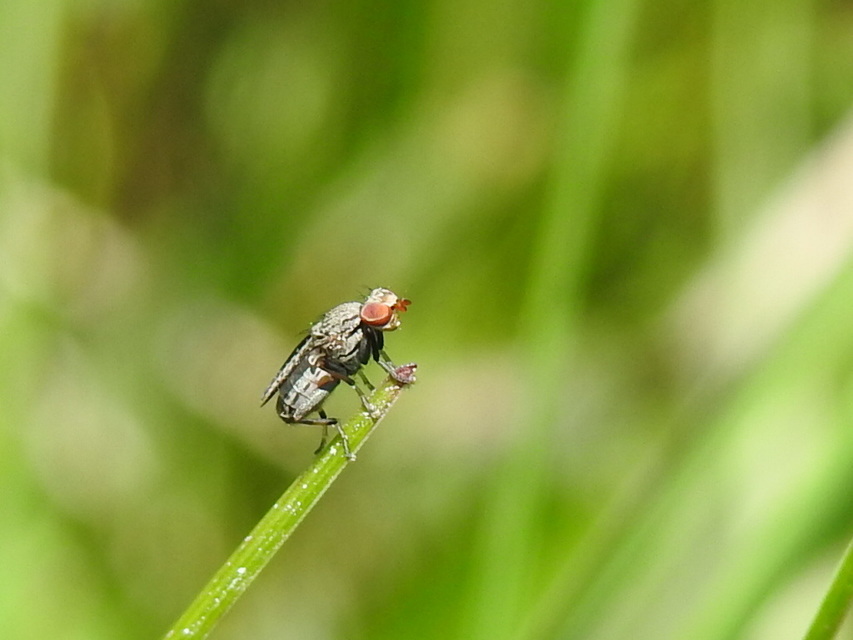 Sciomyzidae - szarvaslégyfélék