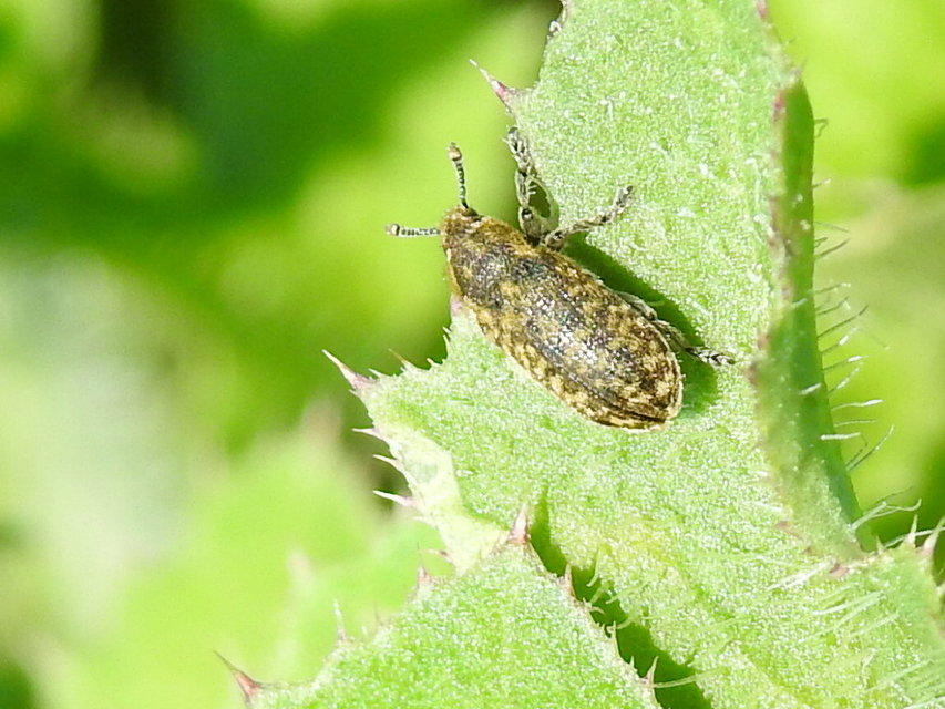 Rhinocyllus conicus - tömpeorrú barkó