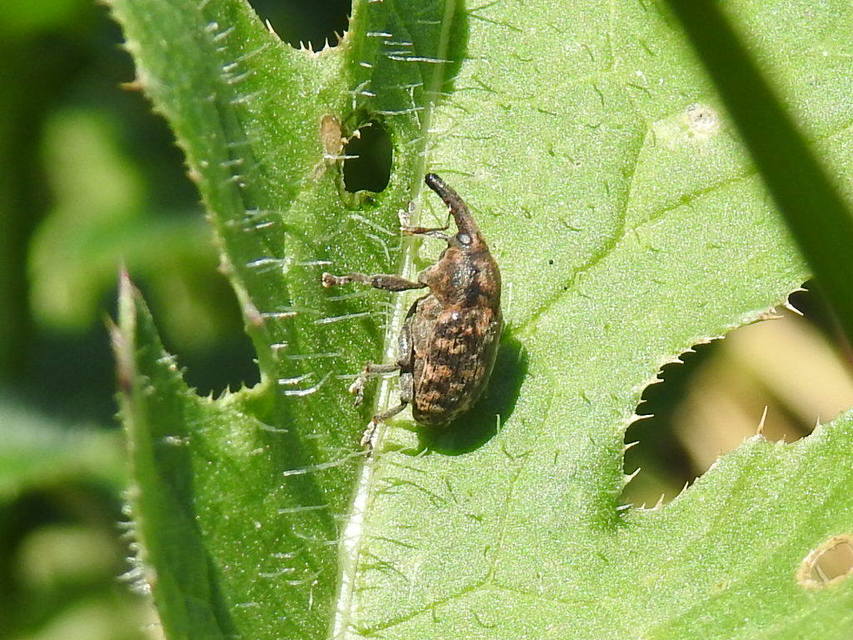 Larinus iaceae - sávosnyakú púderbarkó