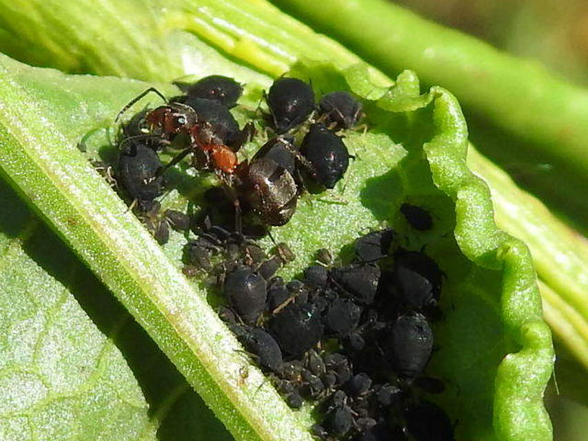 Formica pratensis - réti vöröshangya