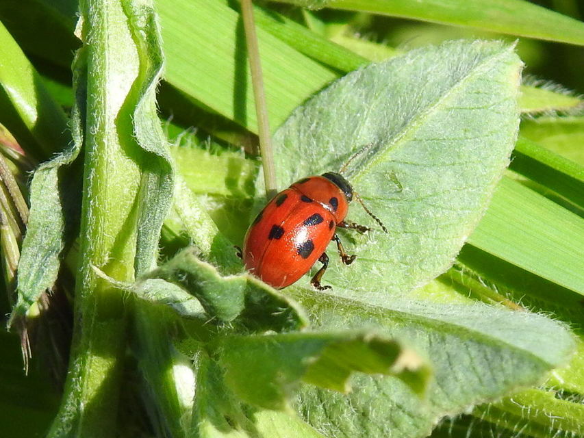 Gonioctena fornicata - közönséges lucernabogár