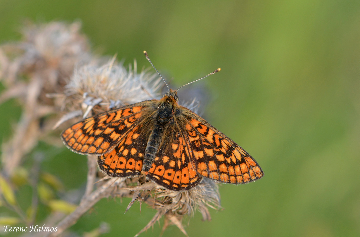 Euphydryas aurinia - lápi tarkalepke