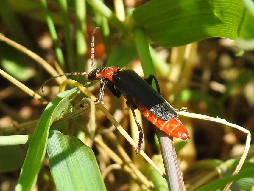 Cantharis fusca - közönséges lágybogár