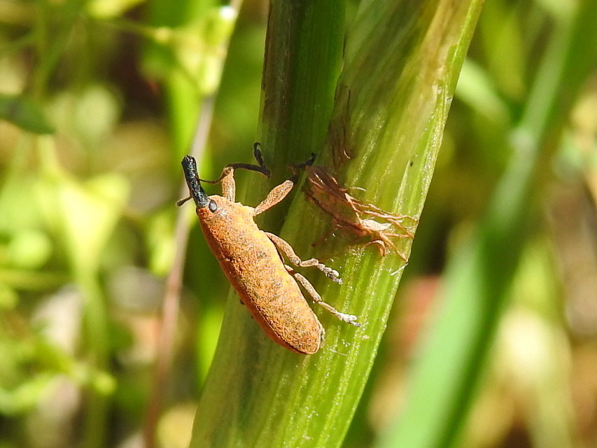 Lixus bardanae - lórom-dudvabarkó