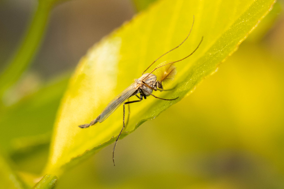 Chironominae