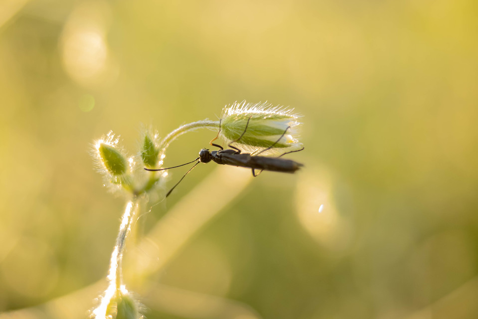 Cephidae - szalmadarazsak