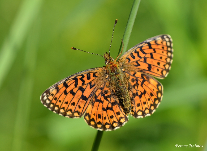 Boloria selene - fakó gyöngyházlepke