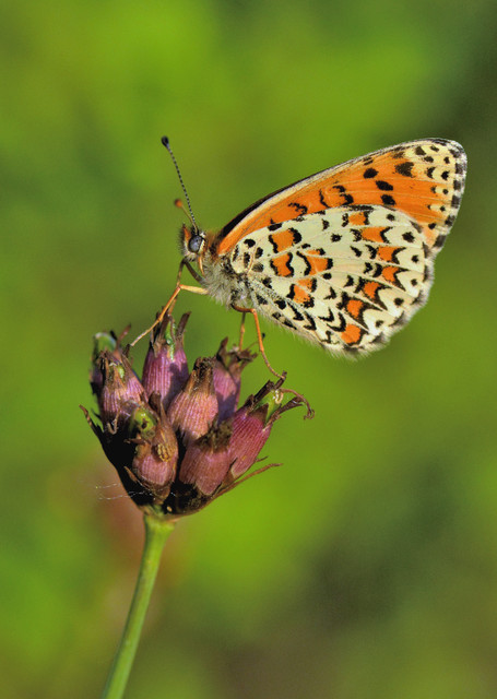 Melitaea trivia - kis tarkalepke