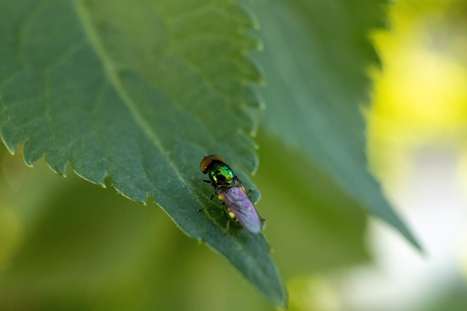 Microchrysa polita - feketecsápú fémeslégy