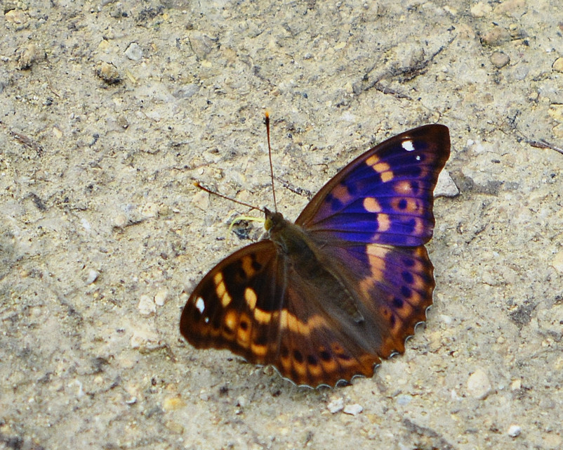 Apatura ilia - kis színjátszólepke
