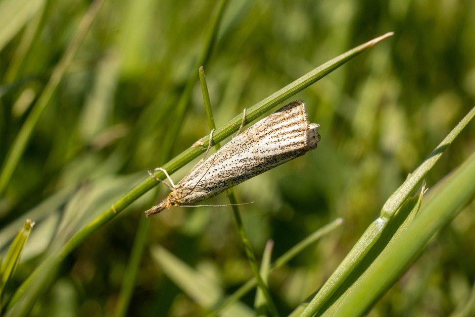 Thisanotia chrysonuchella - tavaszi fűgyökérmoly