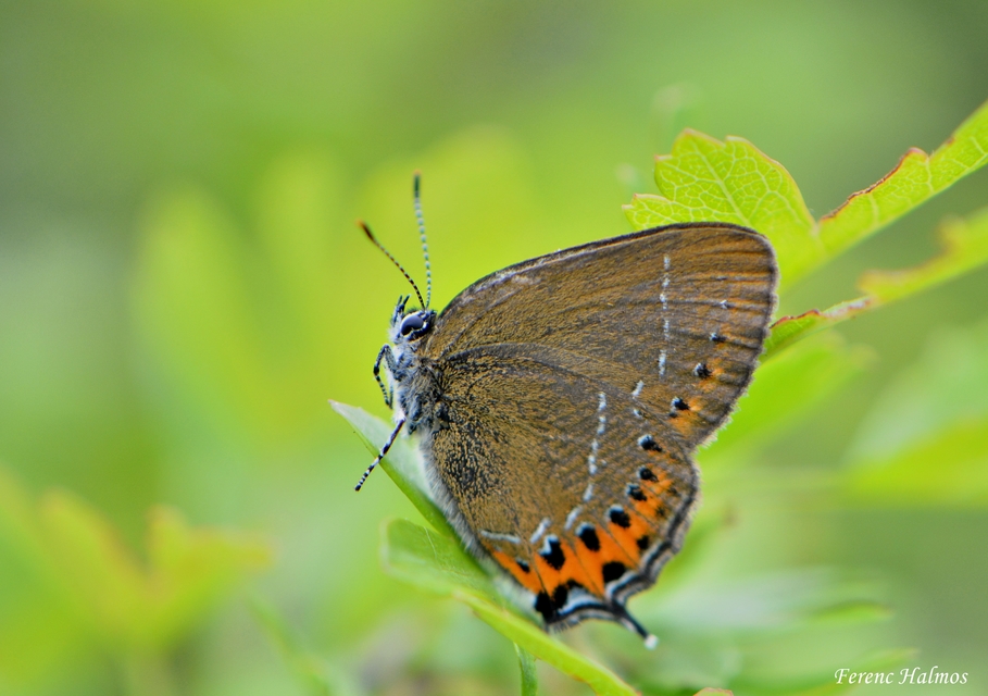 Satyrium pruni - szilvafa-csücsköslepke