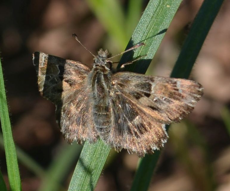 Carcharodus alceae - mályva-busalepke