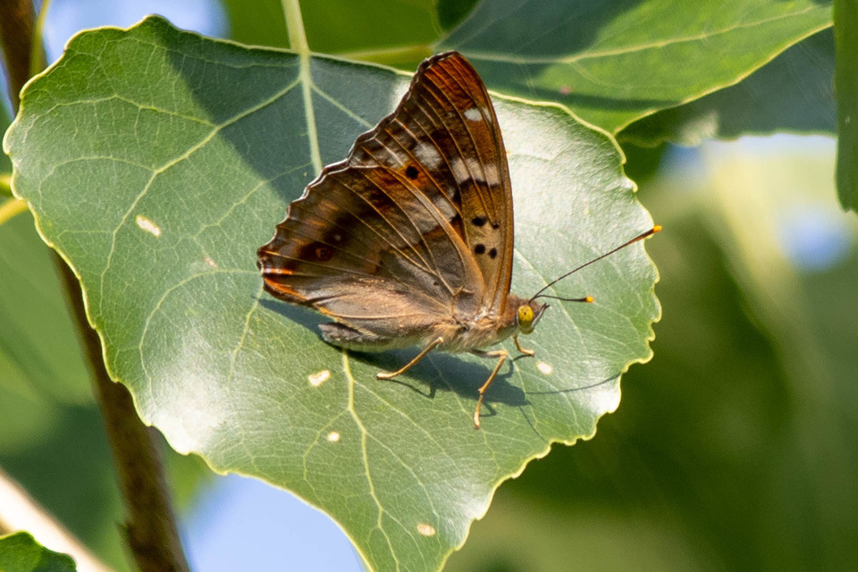 Apatura ilia - kis színjátszólepke