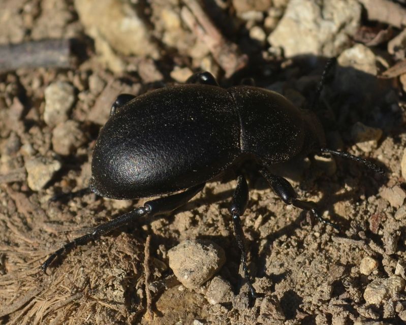 Gnaptor spinimanus - pohos gyászbogár