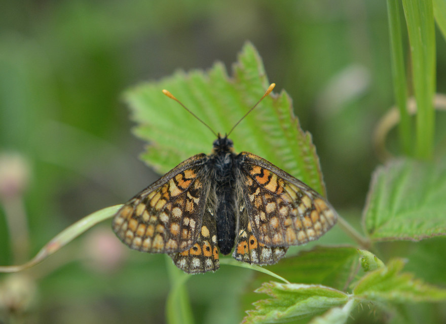 Euphydryas aurinia - lápi tarkalepke